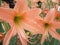 Hippeastrum flower tree background