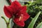 Hippeastrum flowers are red