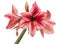 Hippeastrum Gervase