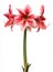 Hippeastrum Gervase