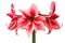 Hippeastrum Gervase