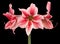 Hippeastrum Gervase on black background