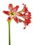 Hippeastrum Hybrid or Amaryllis flowers, Red amaryllis flowers isolated on white background, with clipping path