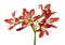 Hippeastrum Hybrid or Amaryllis flowers, Red amaryllis flowers isolated on white background, with clipping path