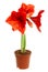 Hippeastrum intiflorum in pot