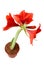 Hippeastrum intiflorum in pot