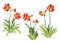 Hippeastrum johnsonii bury frower on white background illustration vector