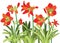 Hippeastrum johnsonii bury frower on white background illustration vector