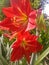 Hippeastrum puniceum