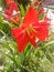 Hippeastrum puniceum