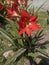 Hippeastrum puniceum