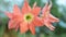 Hippeastrum Puniceum Flower High Definition Footage