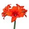 Hippeastrum Red Peakock