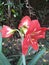 Hippeastrum reginae