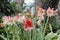 Hippeastrum rutilum flower