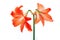 Hippeastrum rutilum in full blooming on white background