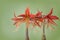 Hippeastrum Spider Group `Sumatra