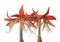 Hippeastrum Spider Group `Sumatra` on a white background isolated