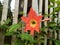 Hippeastrum striatum