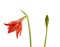 Hippeastrum striatum blooming red bud isolated on white background