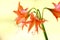 Hippeastrum striatum flower