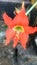 Hippeastrum striatum, flower, blooming, orange, garden, nature