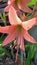 Hippeastrum striatum, flower, garden, blooming
