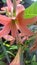 Hippeastrum striatum, flower, garden, blooming, orange