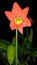 Hippeastrum striatum flower shot at night.