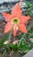 Hippeastrum striatum, orange, flower, nature, blooming