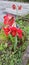 Hippeastrum striatum or striped barbados lily plant