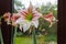 A hippeastrum vittatum is in full  bloom while withered flowers are next to it