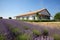 a hipped roof french property side view over a lavender field
