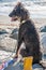 Hippie dog with dreadlocks relaxing at the beach