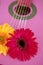 Hippie flower yellow pink gerbera on guitar