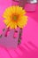 Hippie flower yellow pink gerbera on guitar