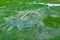 Hippo in aerial landscape in Okavango delta, Botswana. Lakes and rivers, view from airplane. Green vegetation in South Africa. Tre