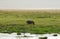 Hippo in African national park