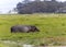 Hippo in Amboseli National Park, Kenya, Africa