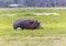 Hippo in Amboseli National Park, Kenya, Africa