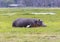 Hippo in Amboseli National Park, Kenya, Africa