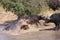 Hippo attacking Cape Buffalo