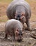 Hippo baby and adult