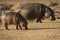 Hippo baby with mother