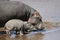 Hippo and baby in the water