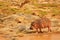 Hippo on the bank of the river in Africa