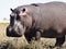 Hippo with bird on back