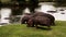 Hippo with birds on its back walking into a lake.