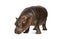 Hippo calf, 3 months old, isolated, Hippopotamus amphibius