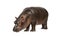 Hippo calf, 3 months old, isolated, Hippopotamus amphibius